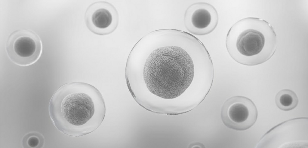 Cell Clearance