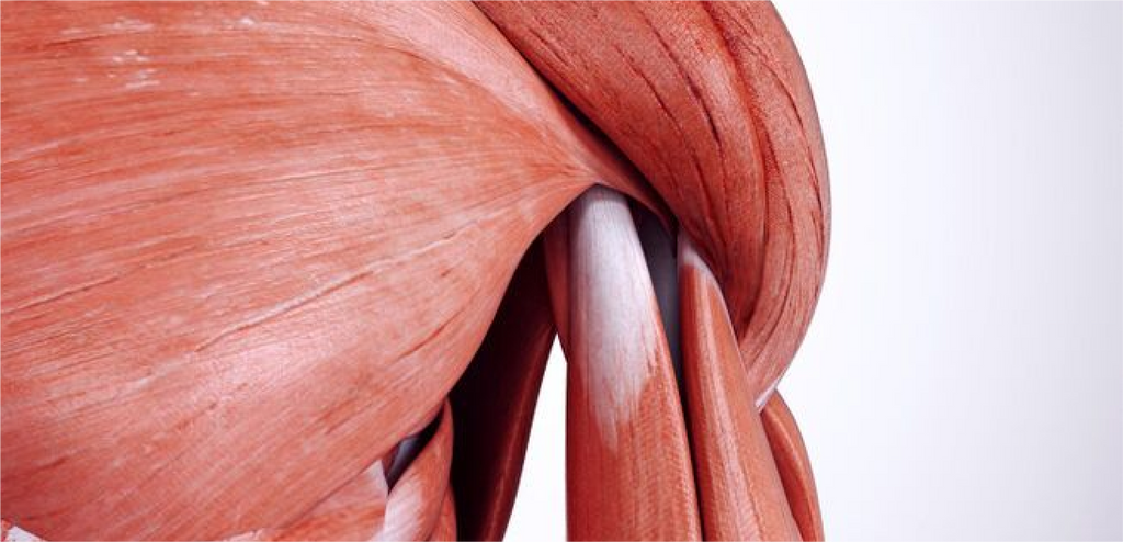 Muscle Strength
