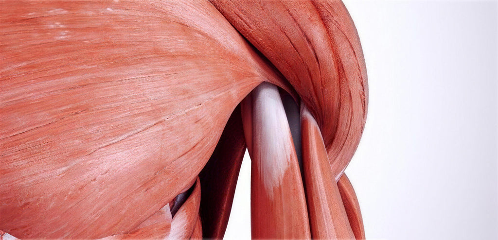 Muscle Strength
