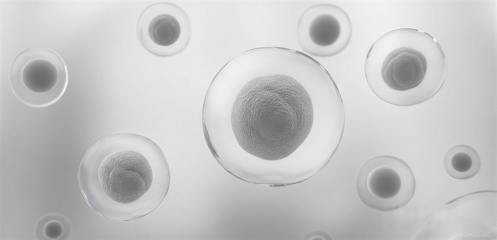 Cell Clearance